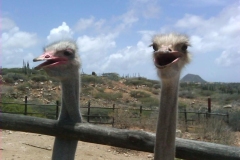 Aruba-Ostrich-Farm