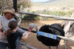 Ostrich2