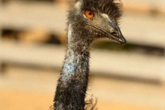 Ostrich1