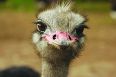 ostrich-729244_1920